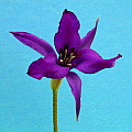 Vellozia species