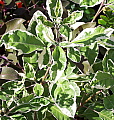 Vitex trifolia Variegata