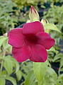 Allamanda blanchetii