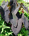 Colocasia esculenta Black Magic