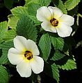 Turnera subulata Alba