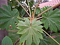 Tetrapanax papyriferus