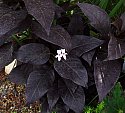 Pseuderanthemum carruthersii Ebony