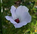 Alyogyne Lady Barbara Rose