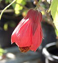 Abutilon x hybridum Red-Orange