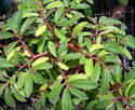 Begonia jairii