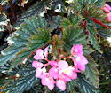 Begonia Barbara Rose
