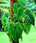 Philodendron verrucosum