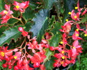 Begonia Dangling Cherries