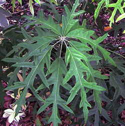 Schefflera schizophylla