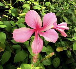 Hibiscus Dainty Pink