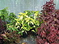 Acalypha Fancy Leaf Collection