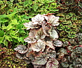 Begonia Rhizomatous Miniature Collection