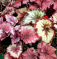 Begonia Rex Hybrid Collection