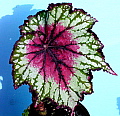 Begonia Rex Hybrid