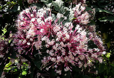 Clerodendrum quadriloculare flowers