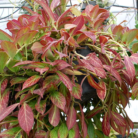 Kartuz Greenhouses: Hoya obscura Major