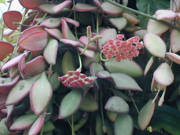 Hoya tsangii