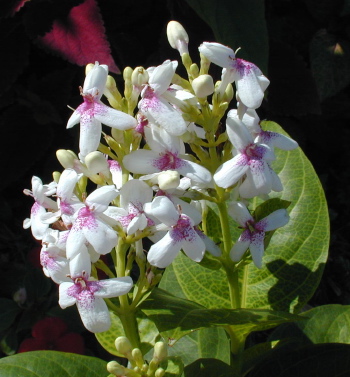 Pseuderanthemum carruthersii