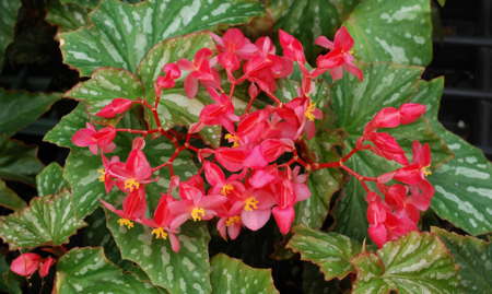Begonia 'Paper Snowflakes' flowers