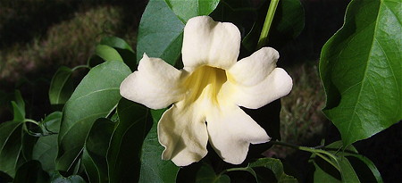 Amphilophium crucigerum' flowers
