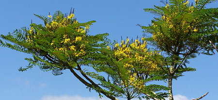 Schizolobium parahyba flowers