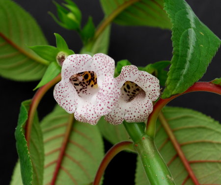 Sinnigia Sp. Sao Fidelis flowers