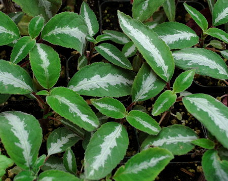 Sinnigia Sp. Sao Fidelis leaves