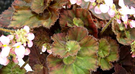 Begonia 'Rosalie' flowers