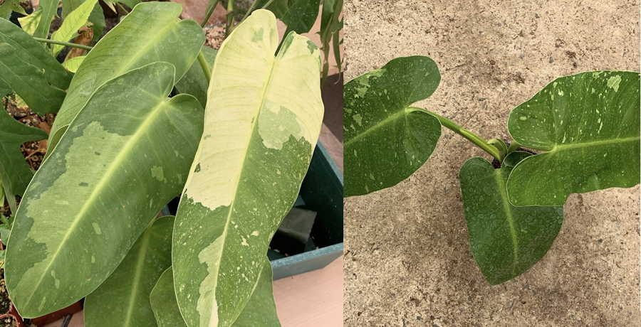 Philodendron 'Jose Buono'