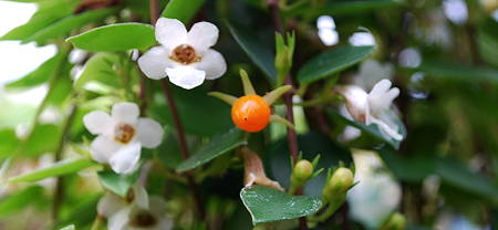 Codonanthe devosiana 'Zizo' flowers