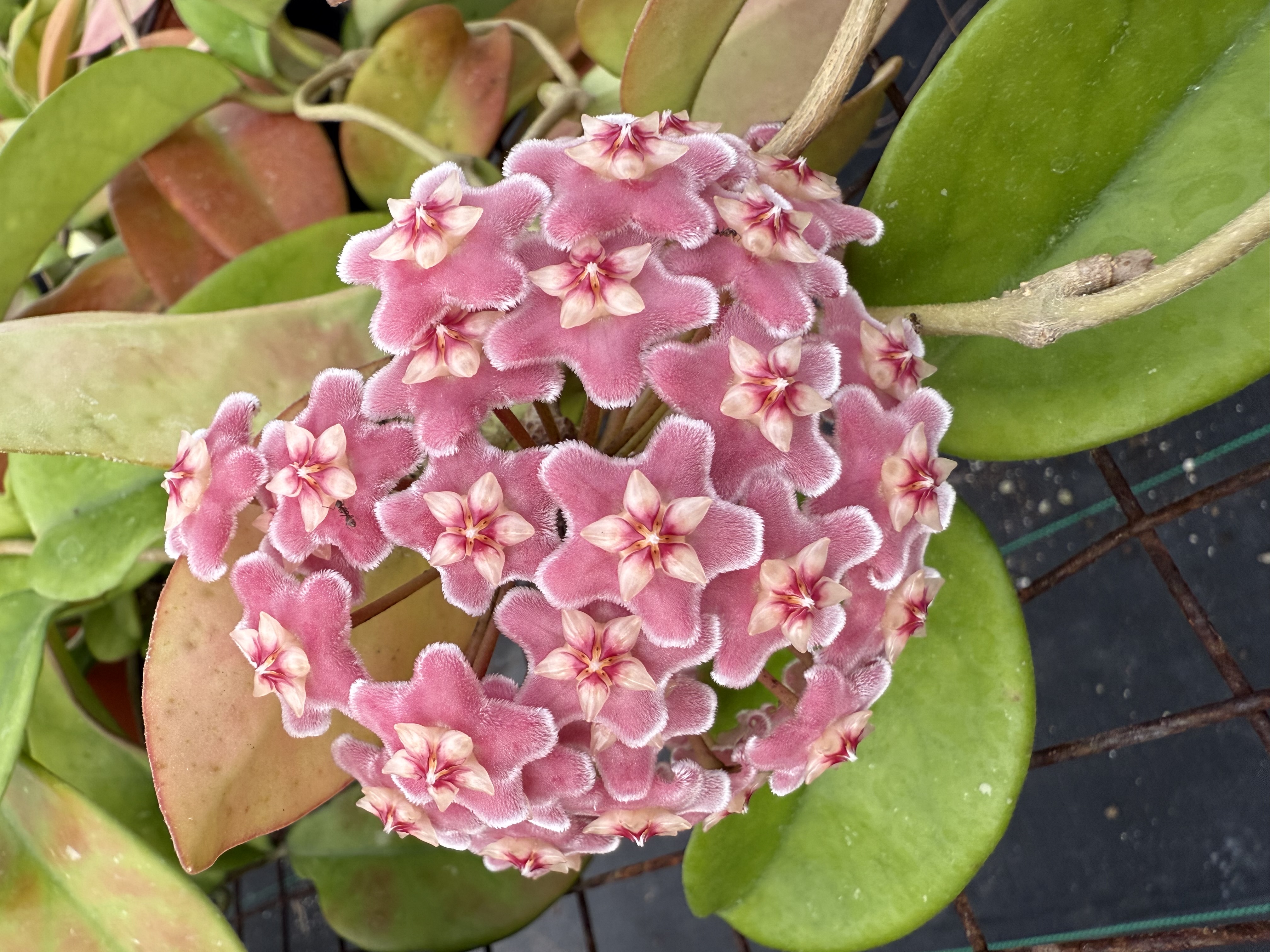 Hoya carnosa Dee's Big One