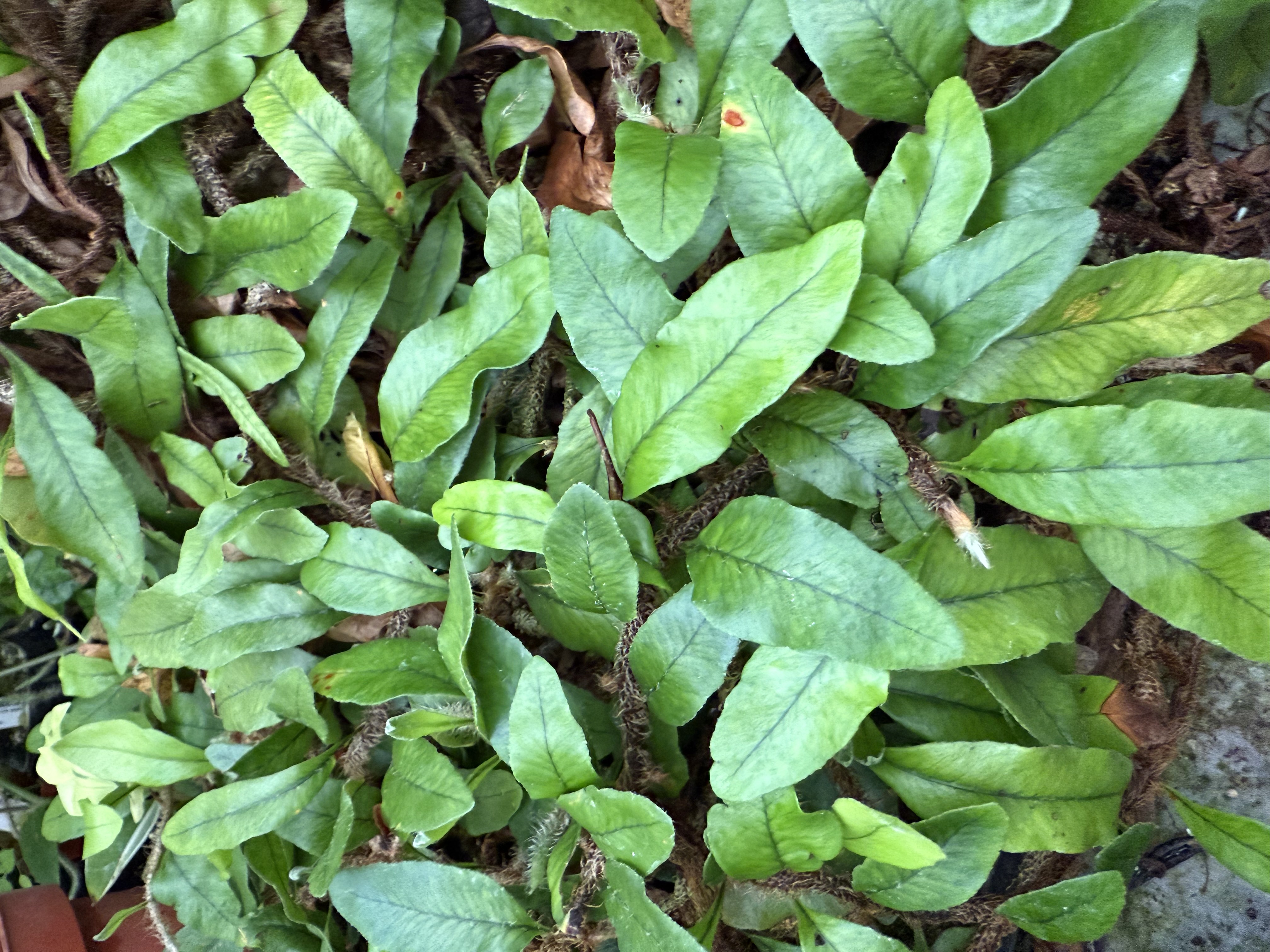 Microgramma vacciniifolia