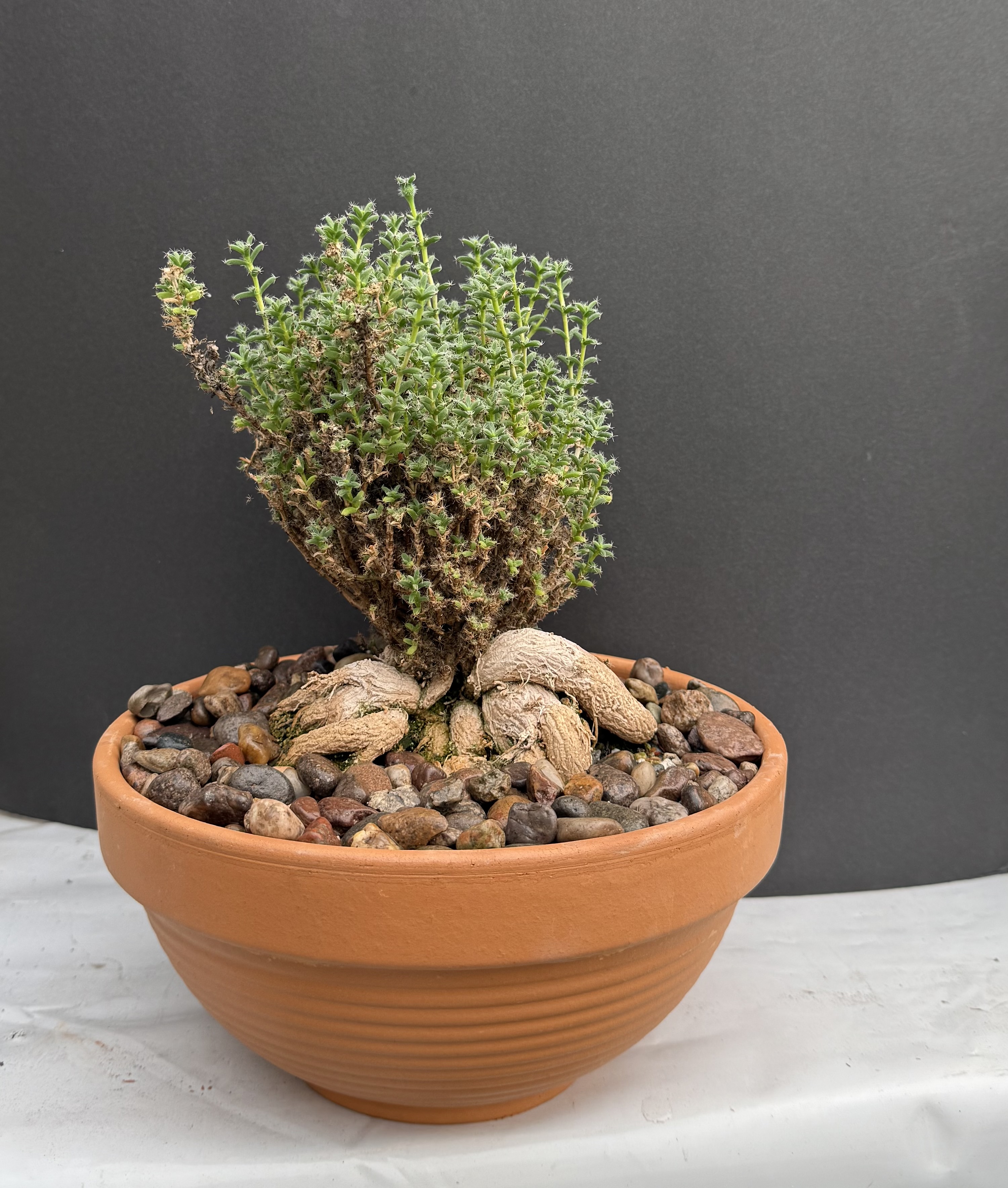 Trichodiadema bulbosum