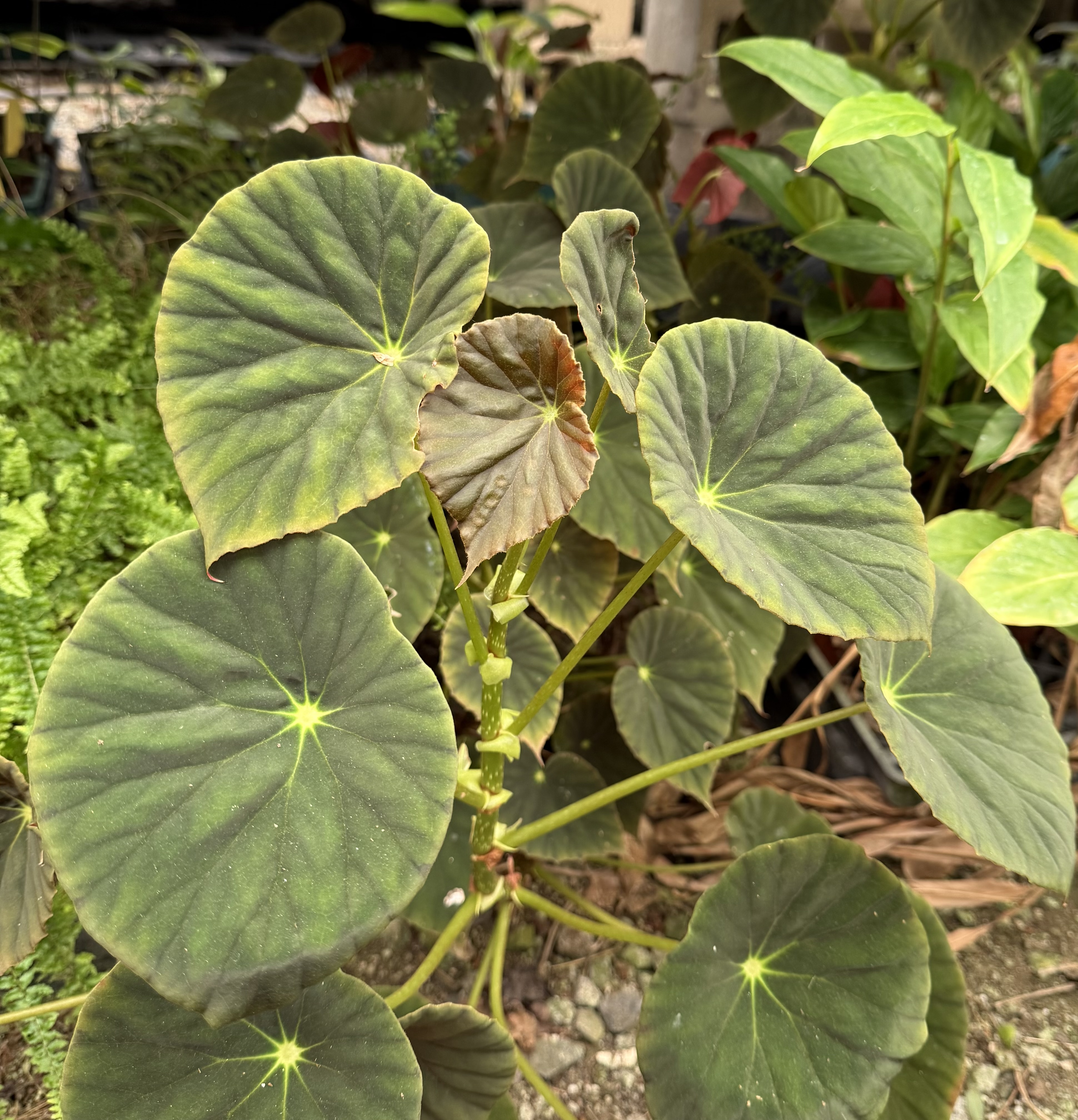 Begonia Marie Reed
