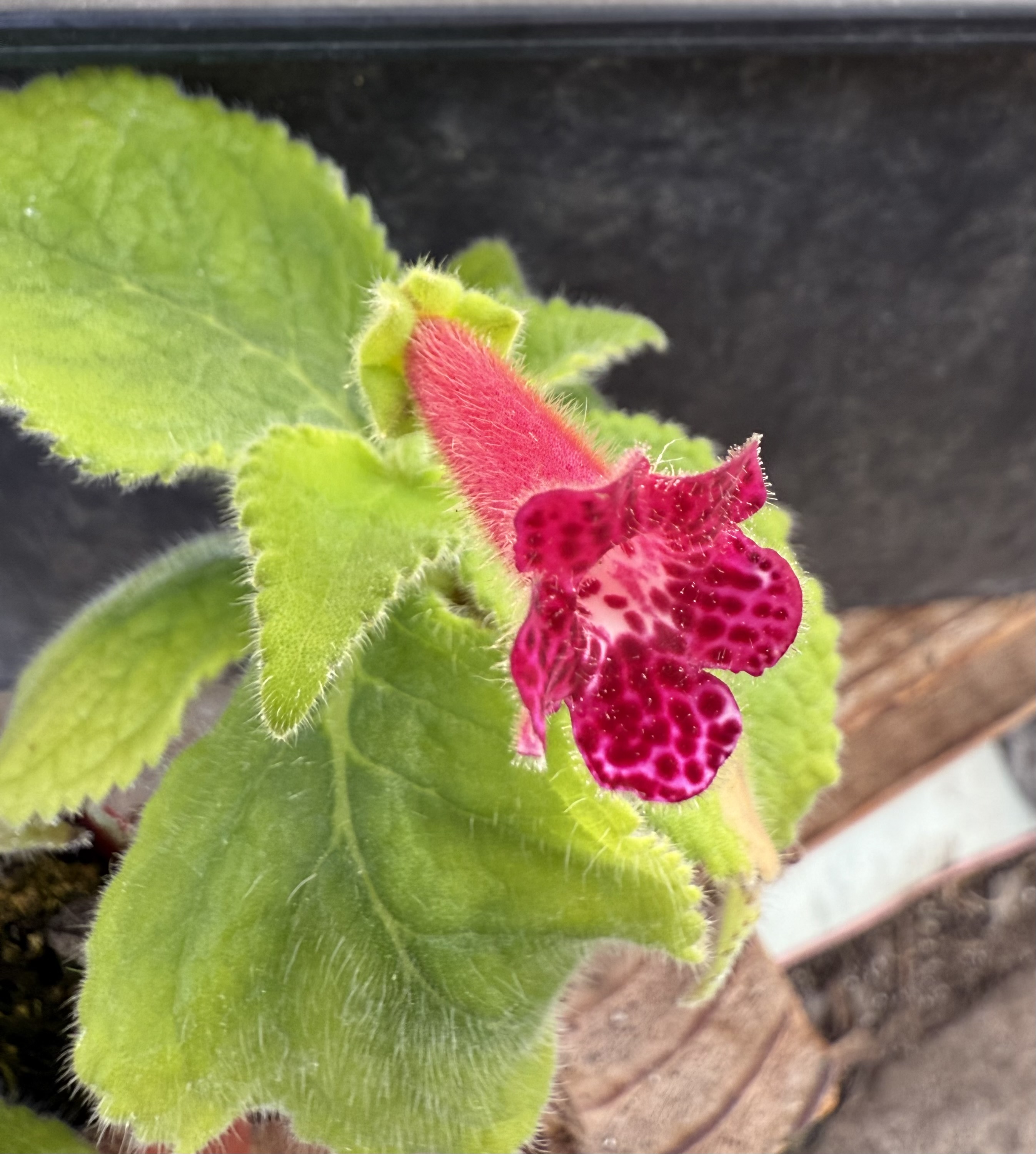 Kohleria Jester