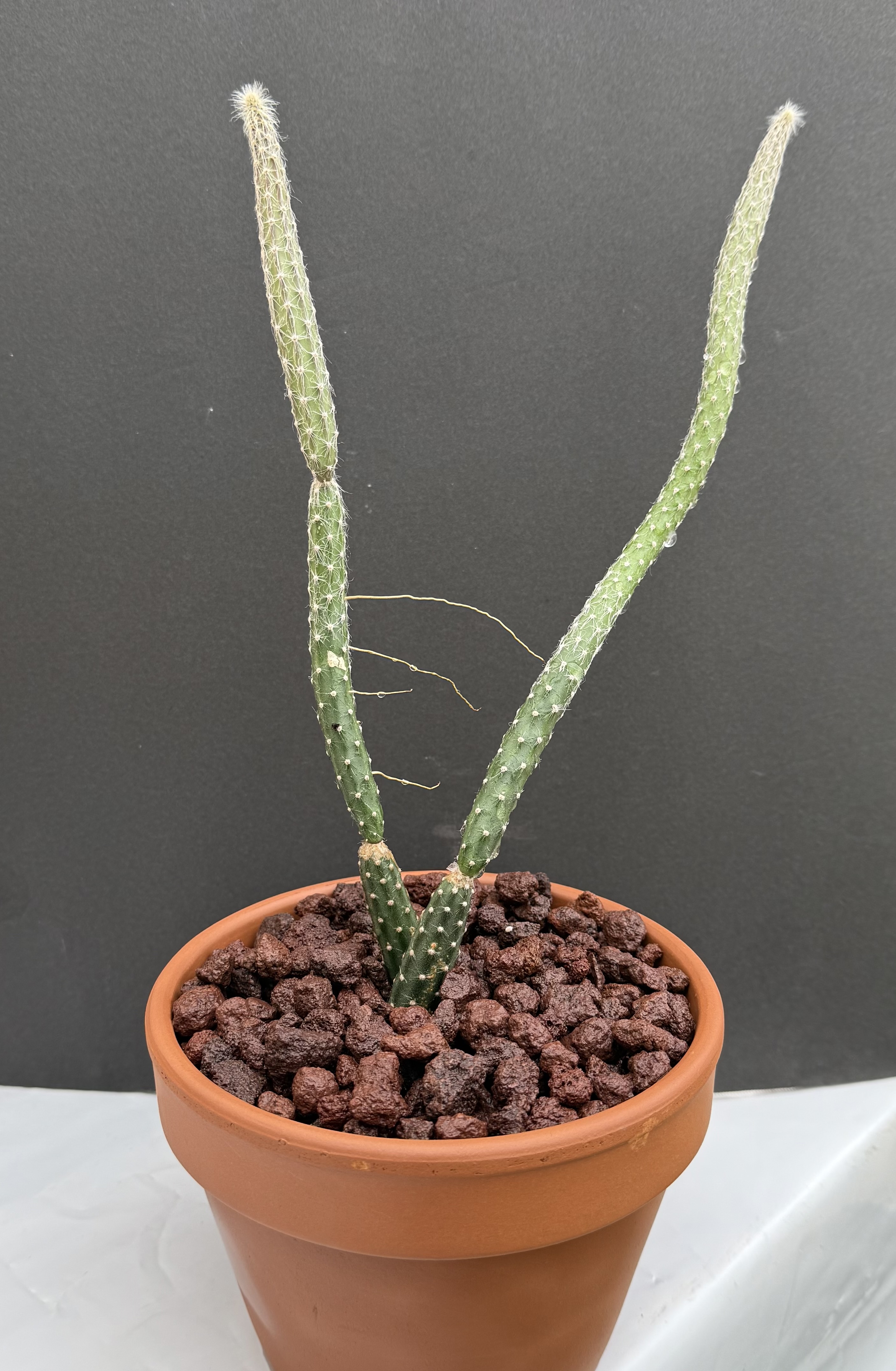 Borzicactus tenuiserpens