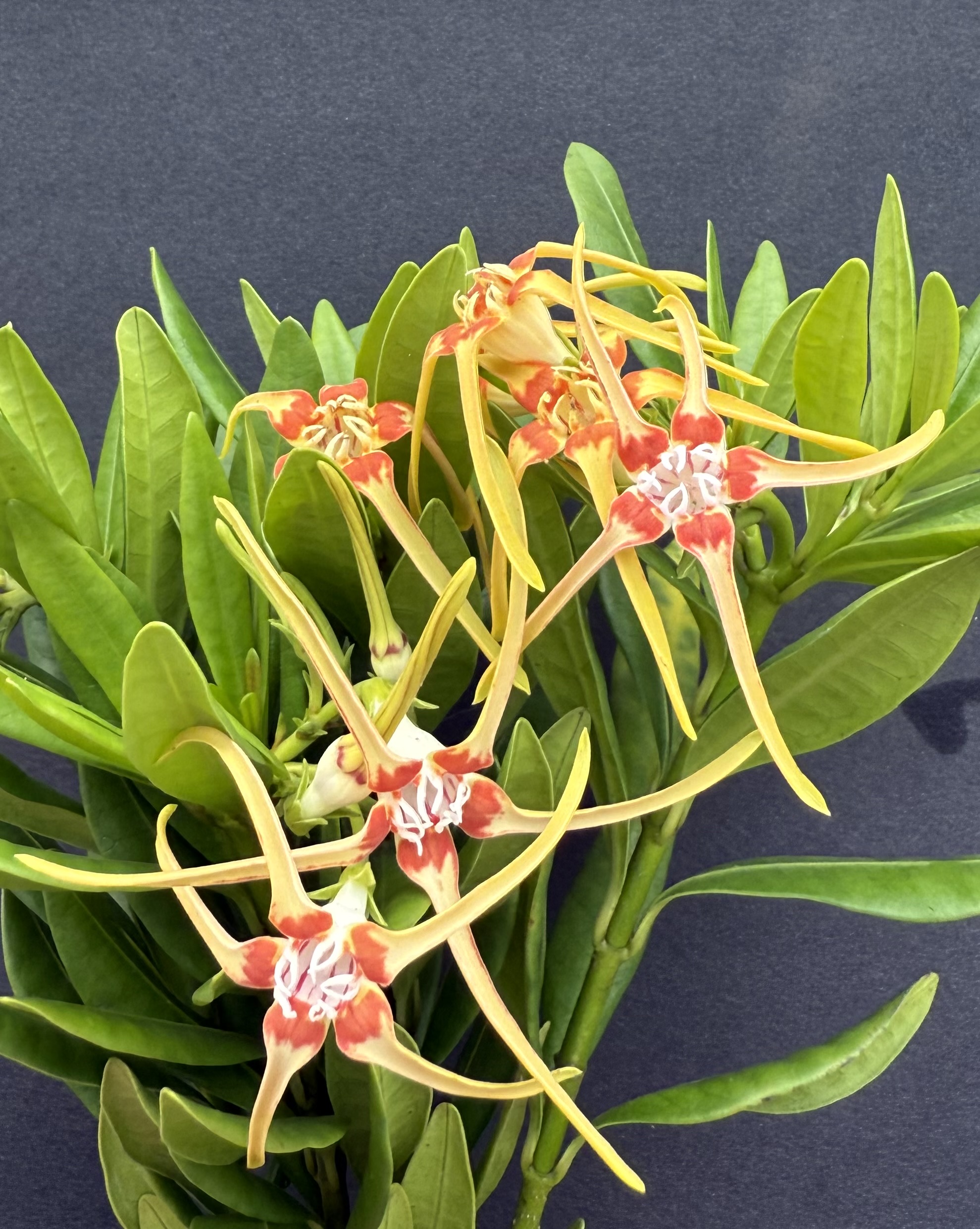 Strophanthus speciosus