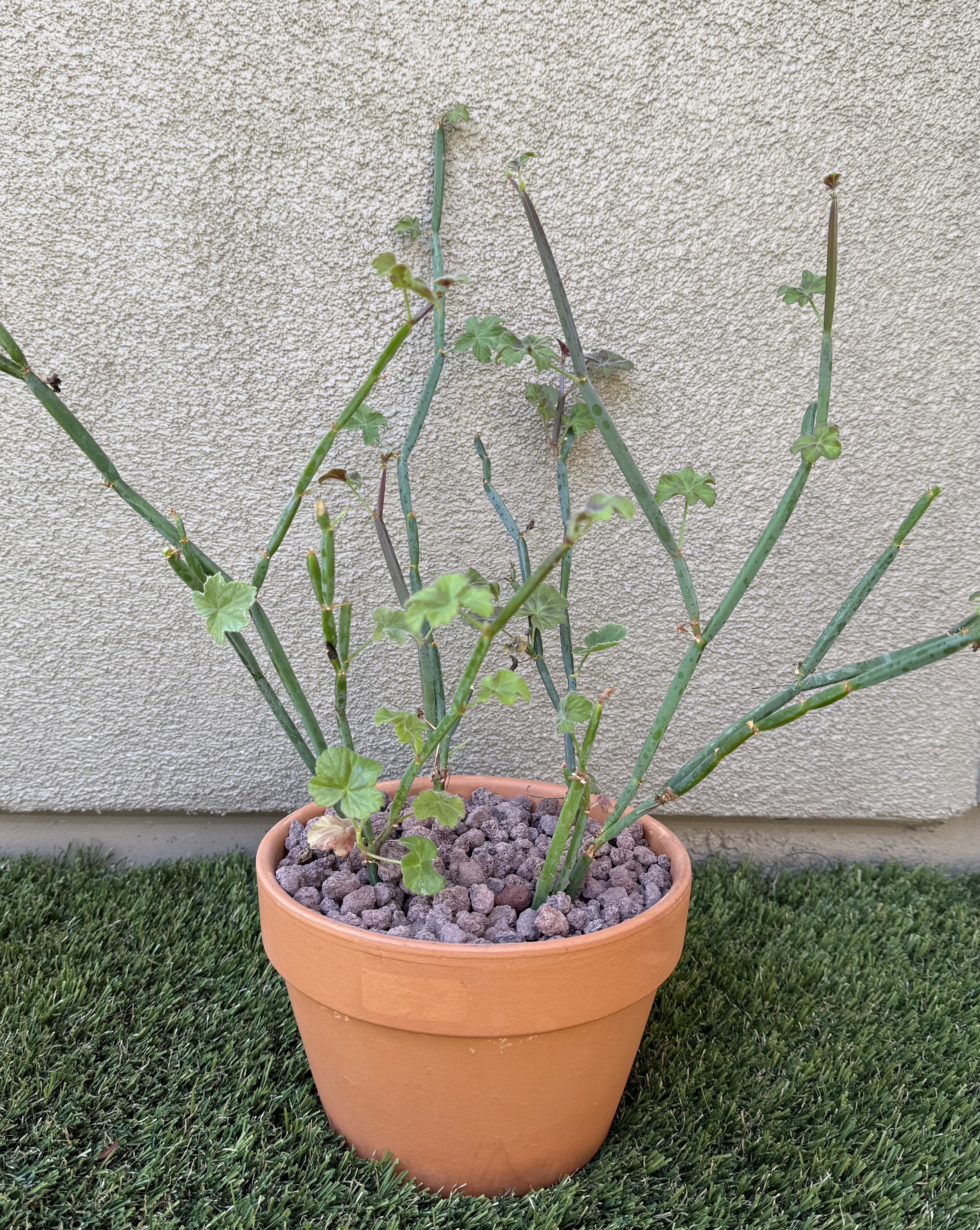 Pelargonium tetragonum
