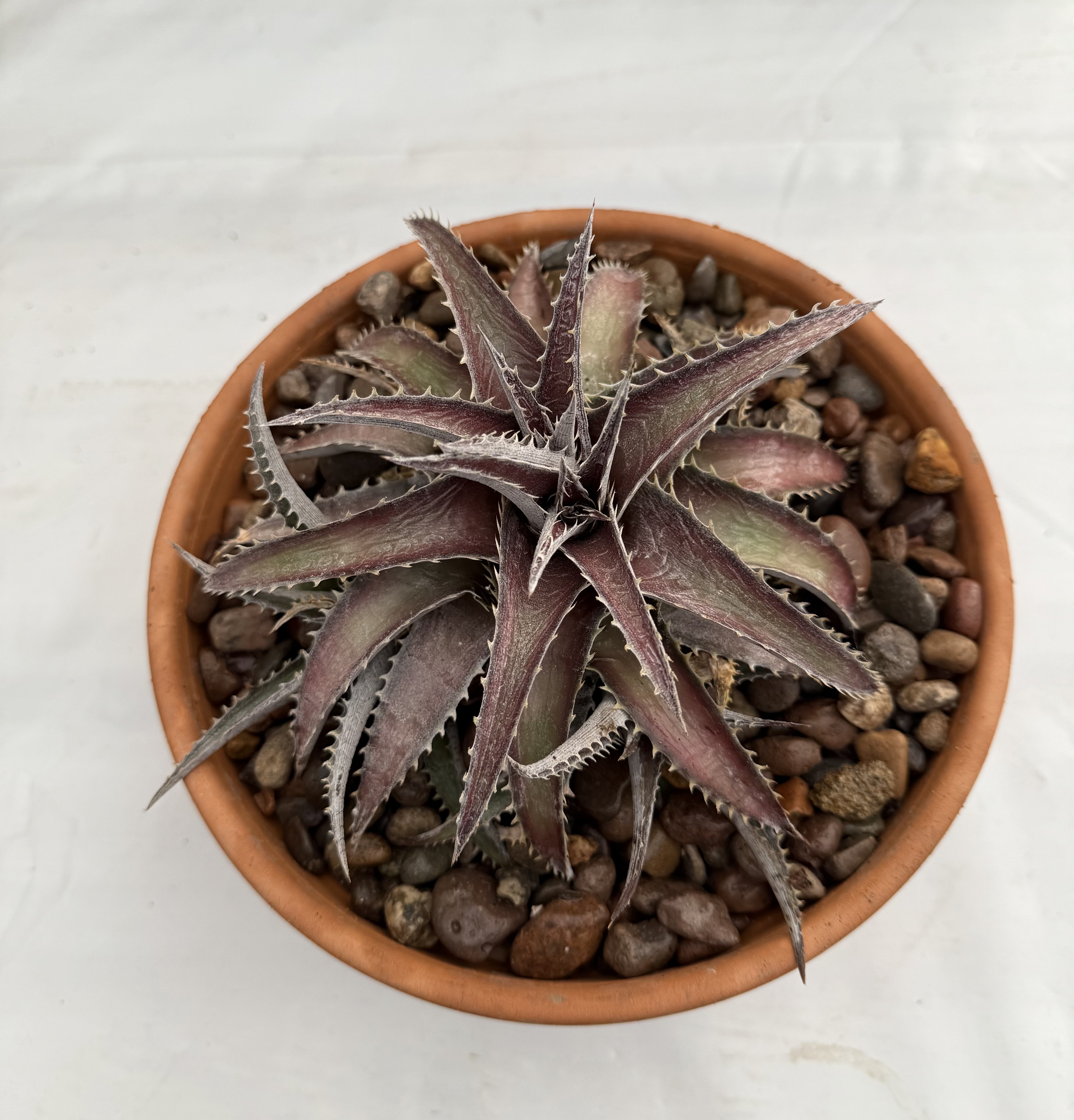 Dyckia platyphylla