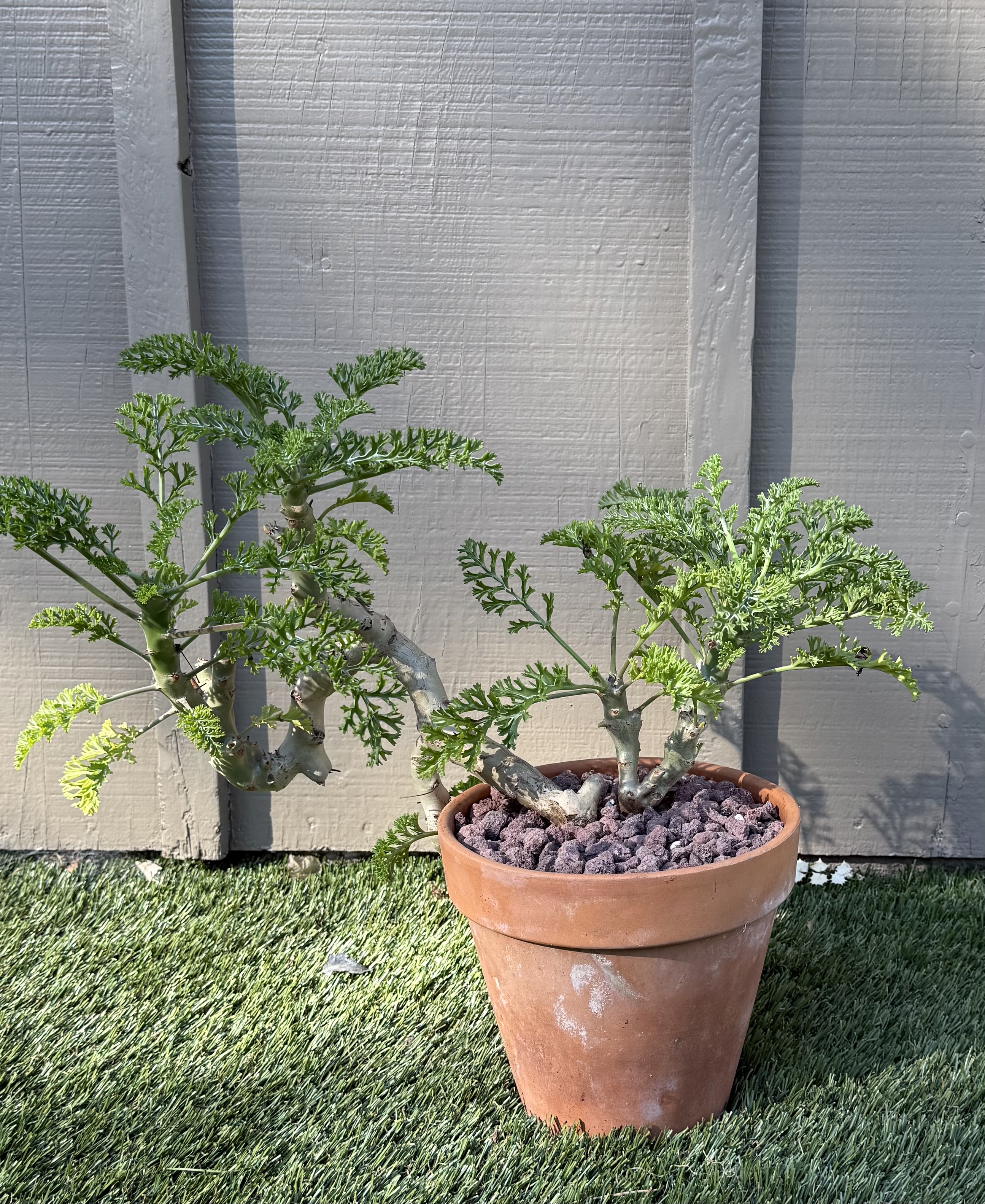 Pelargonium carnosum
