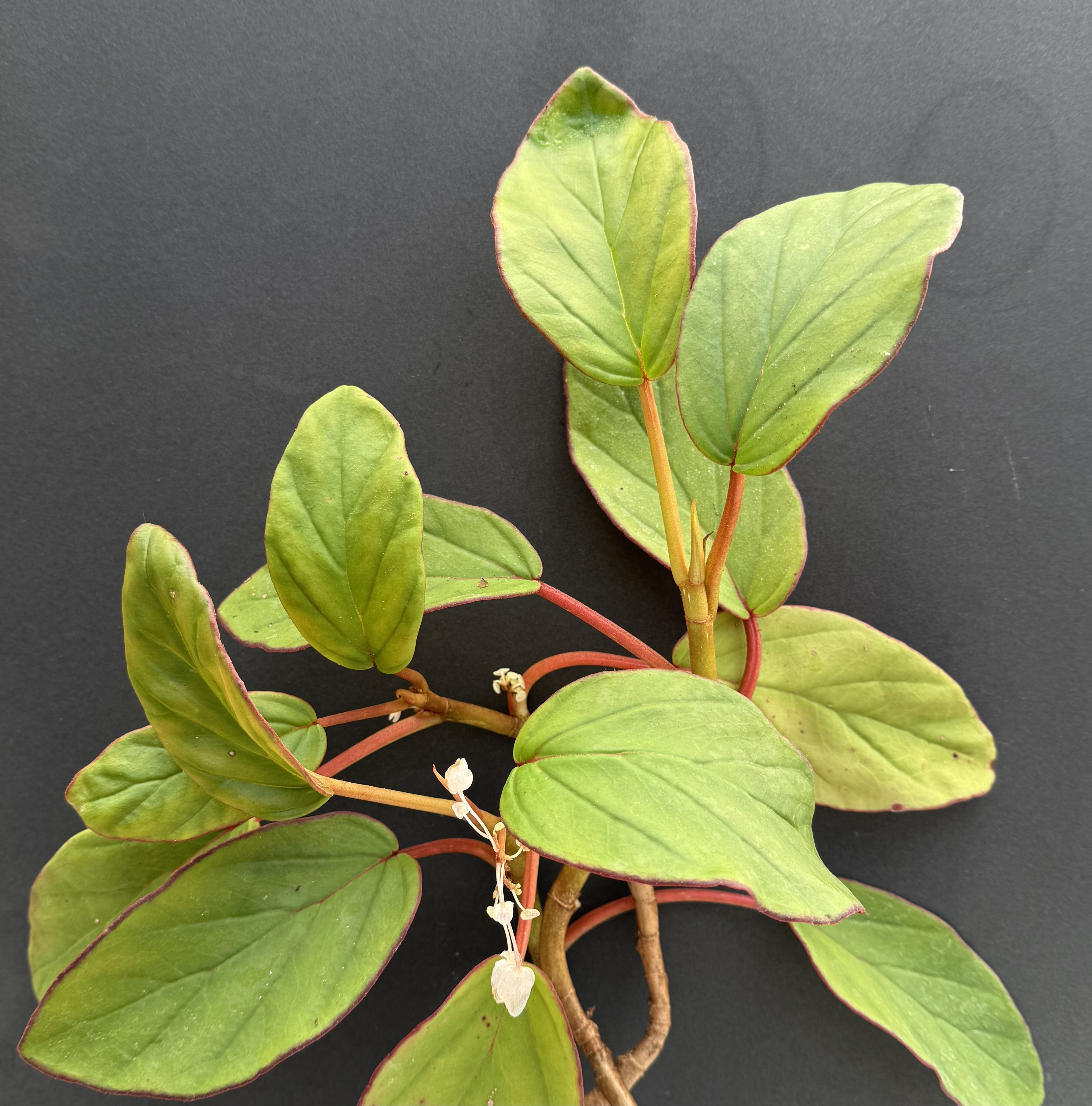 Begonia cavallyensis