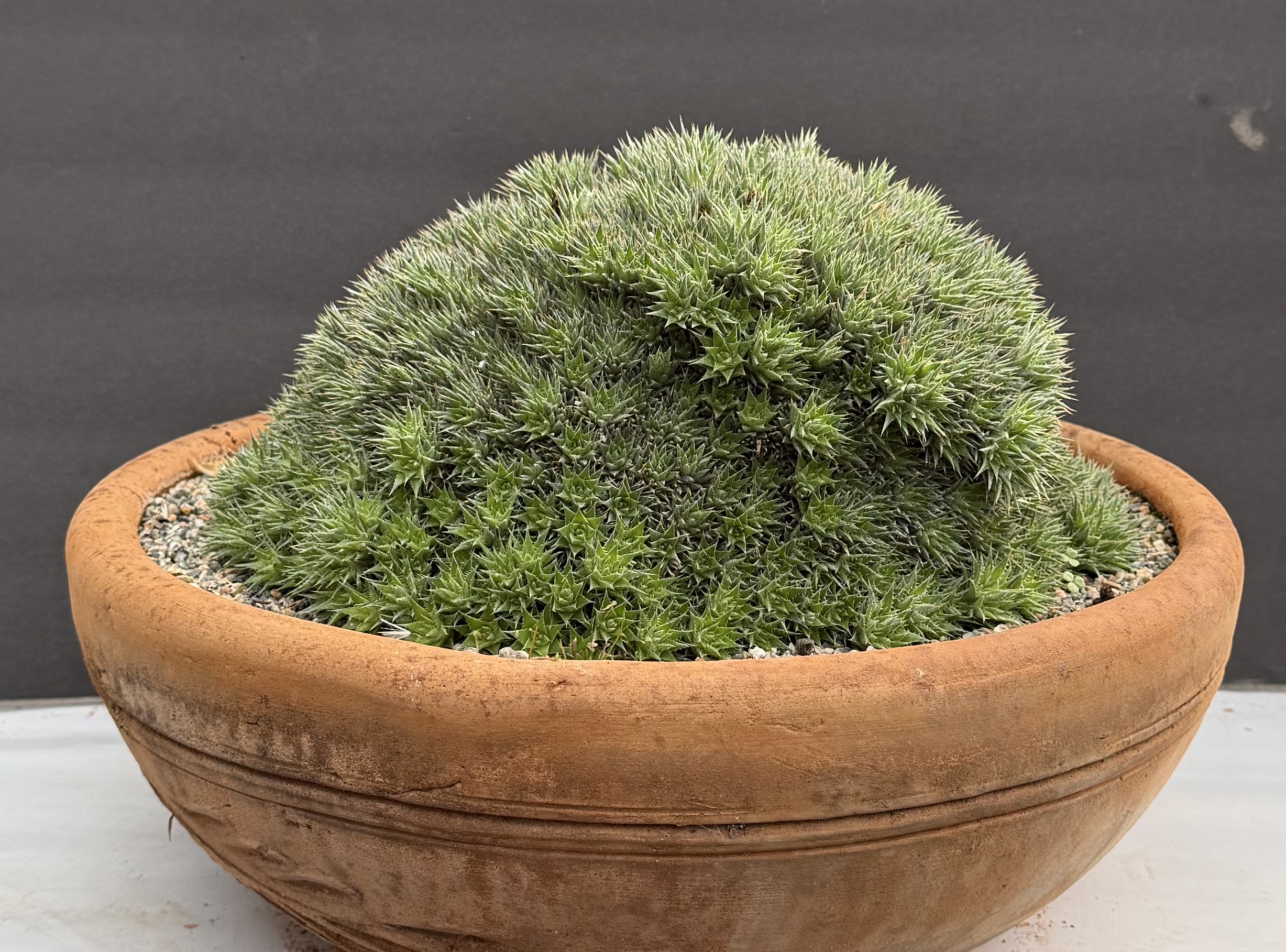 Deuterocohnia brevifolia