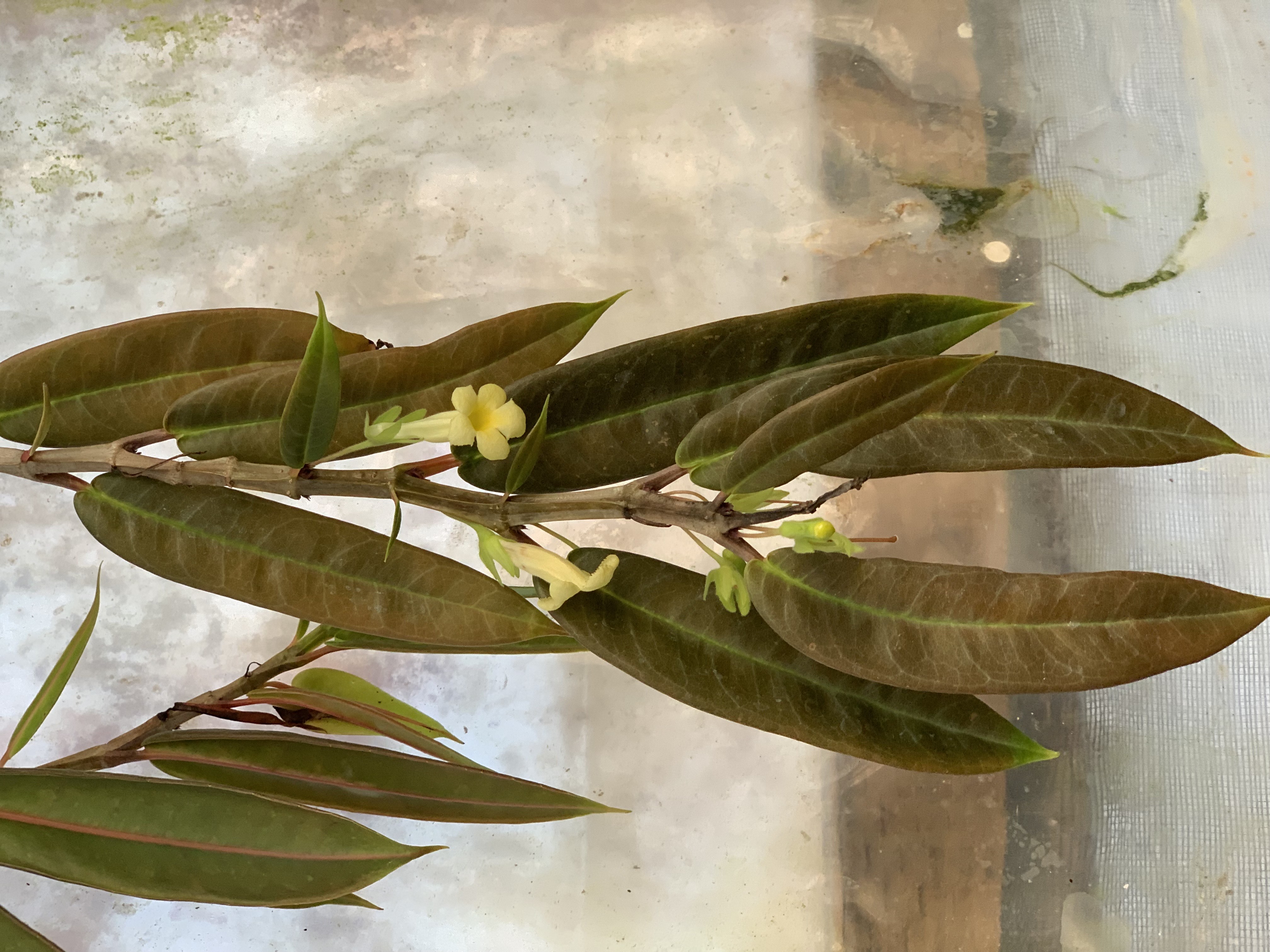 Drymonia Decora