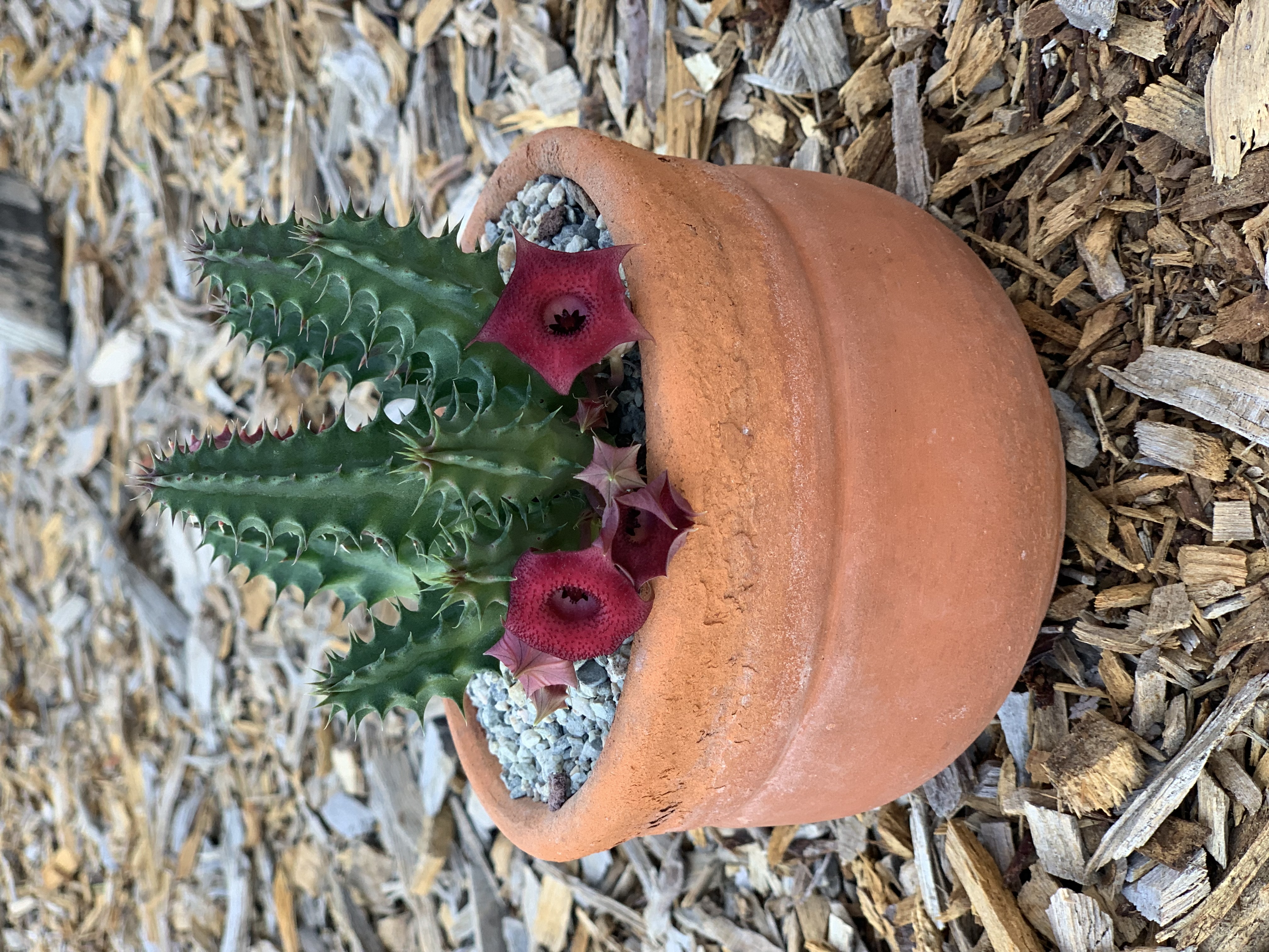 Huernia Keniensis