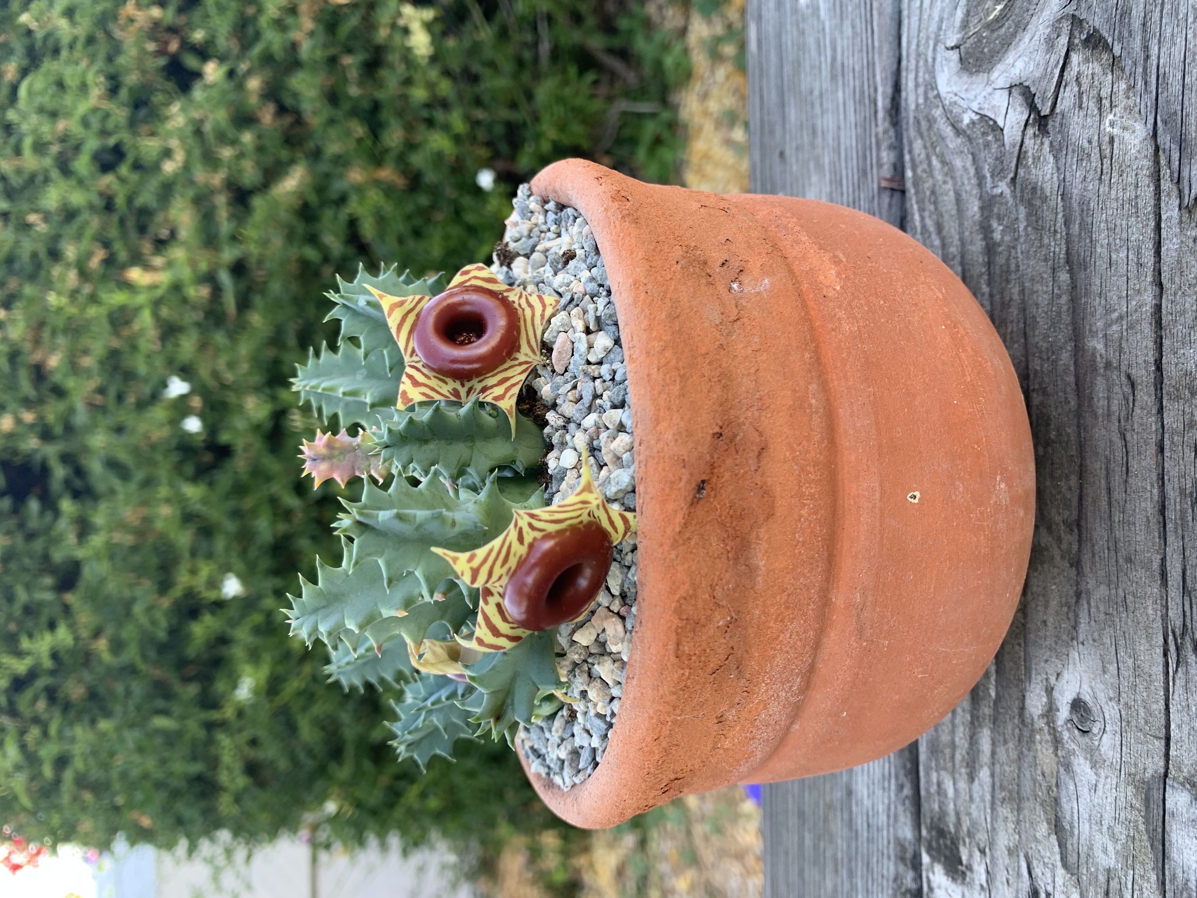 Huernia Zebrina