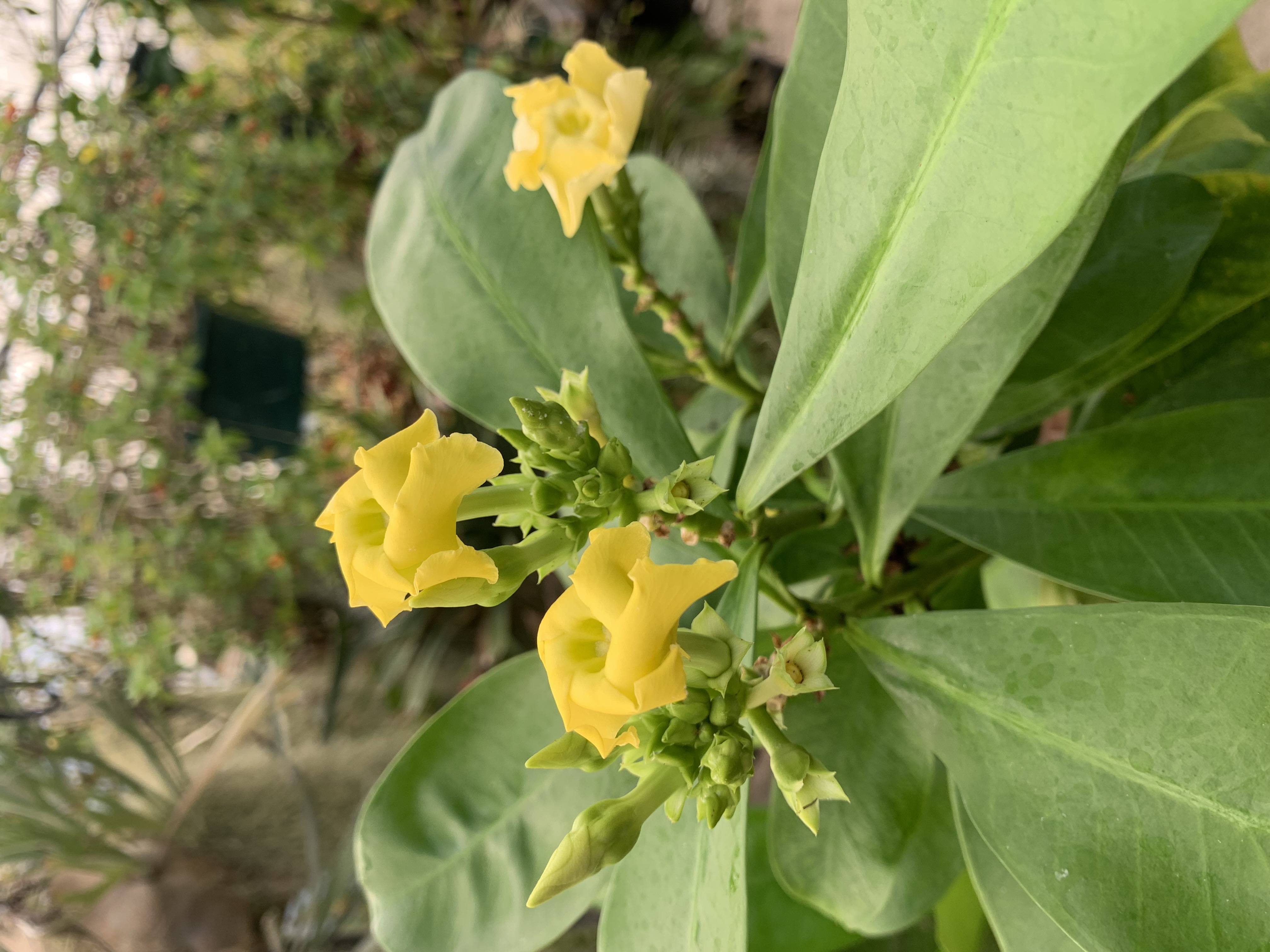 Thevetia ahouai