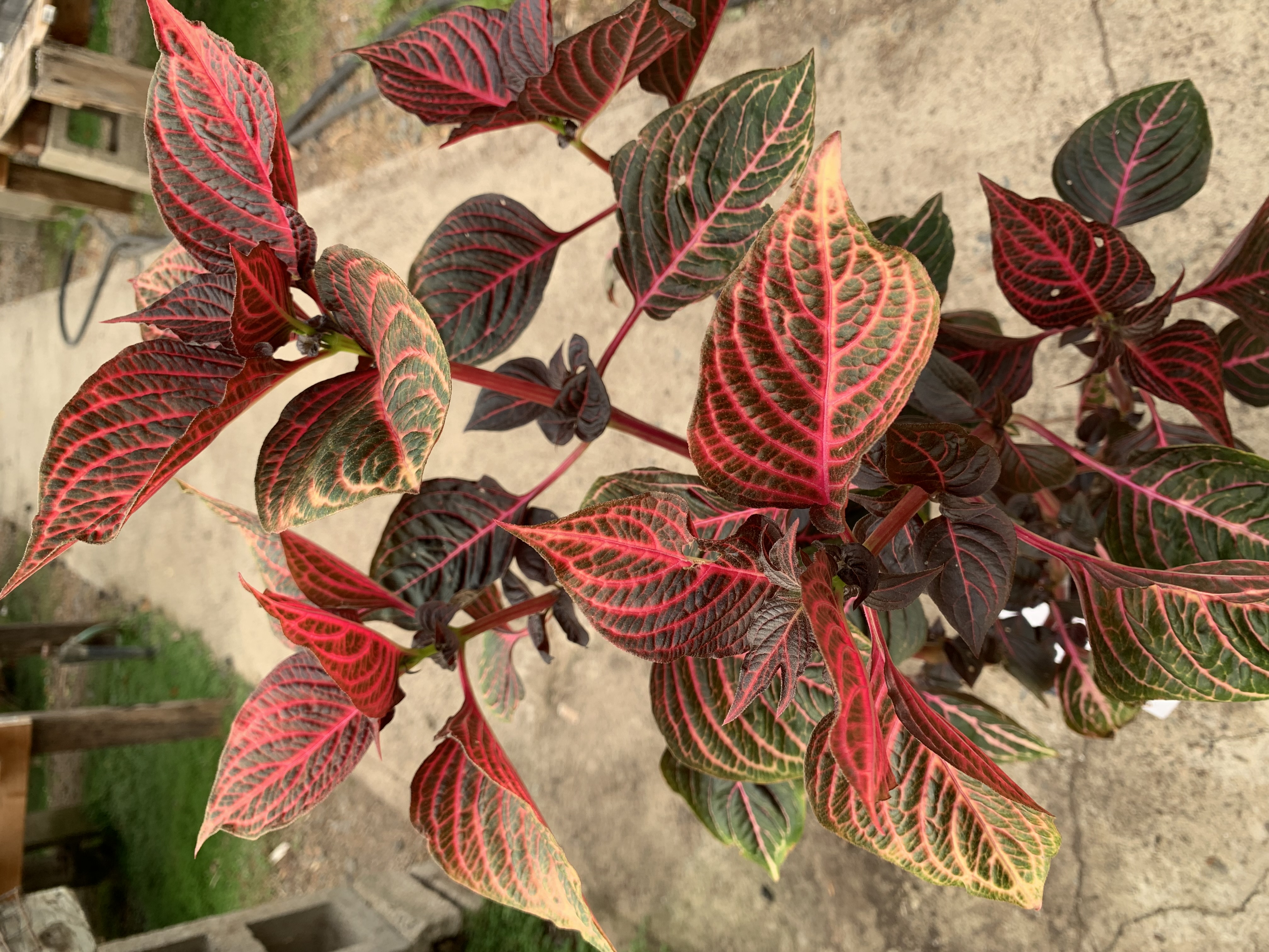 Iresine diffusa forma lindenii