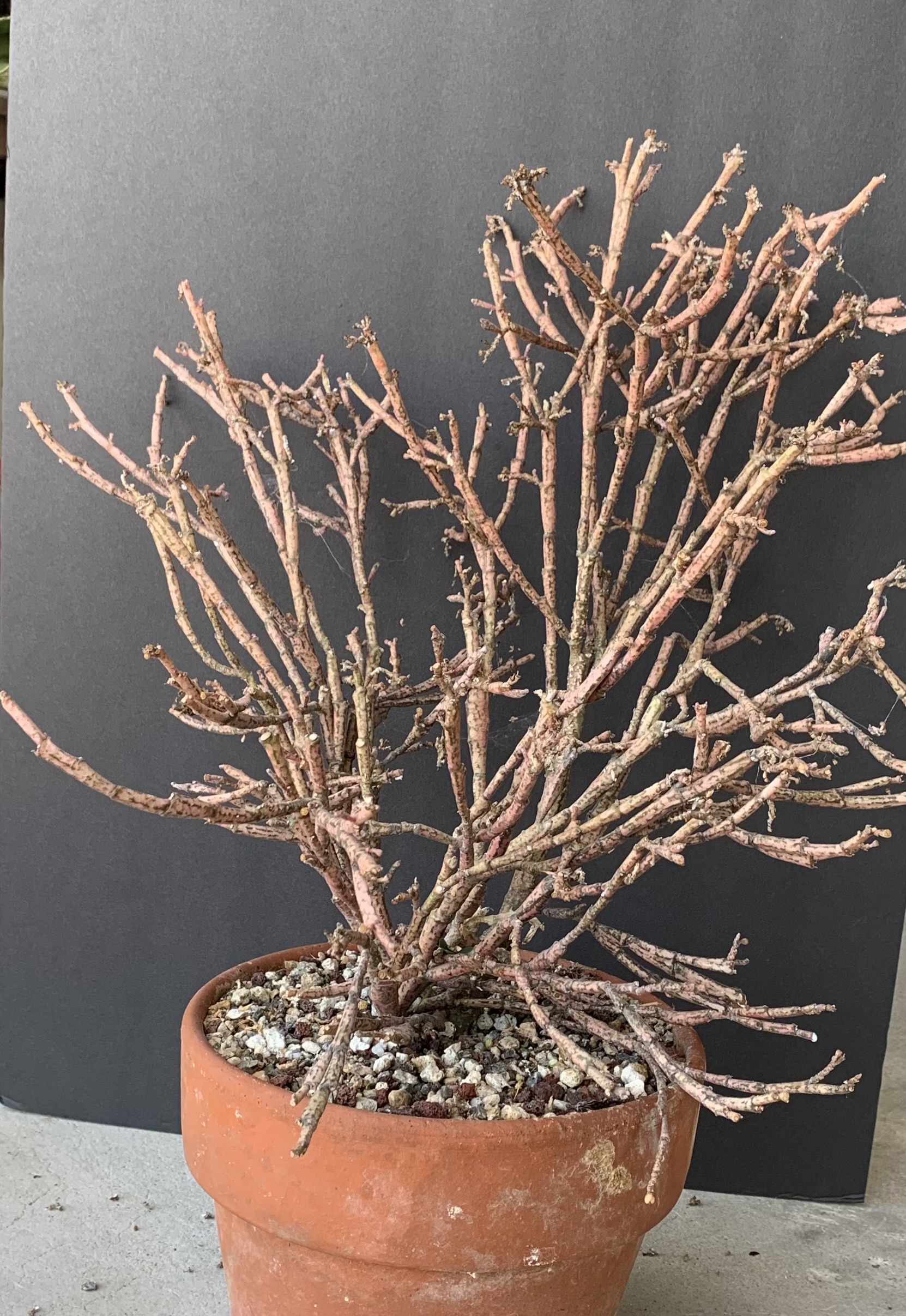 Euphorbia Platyclada