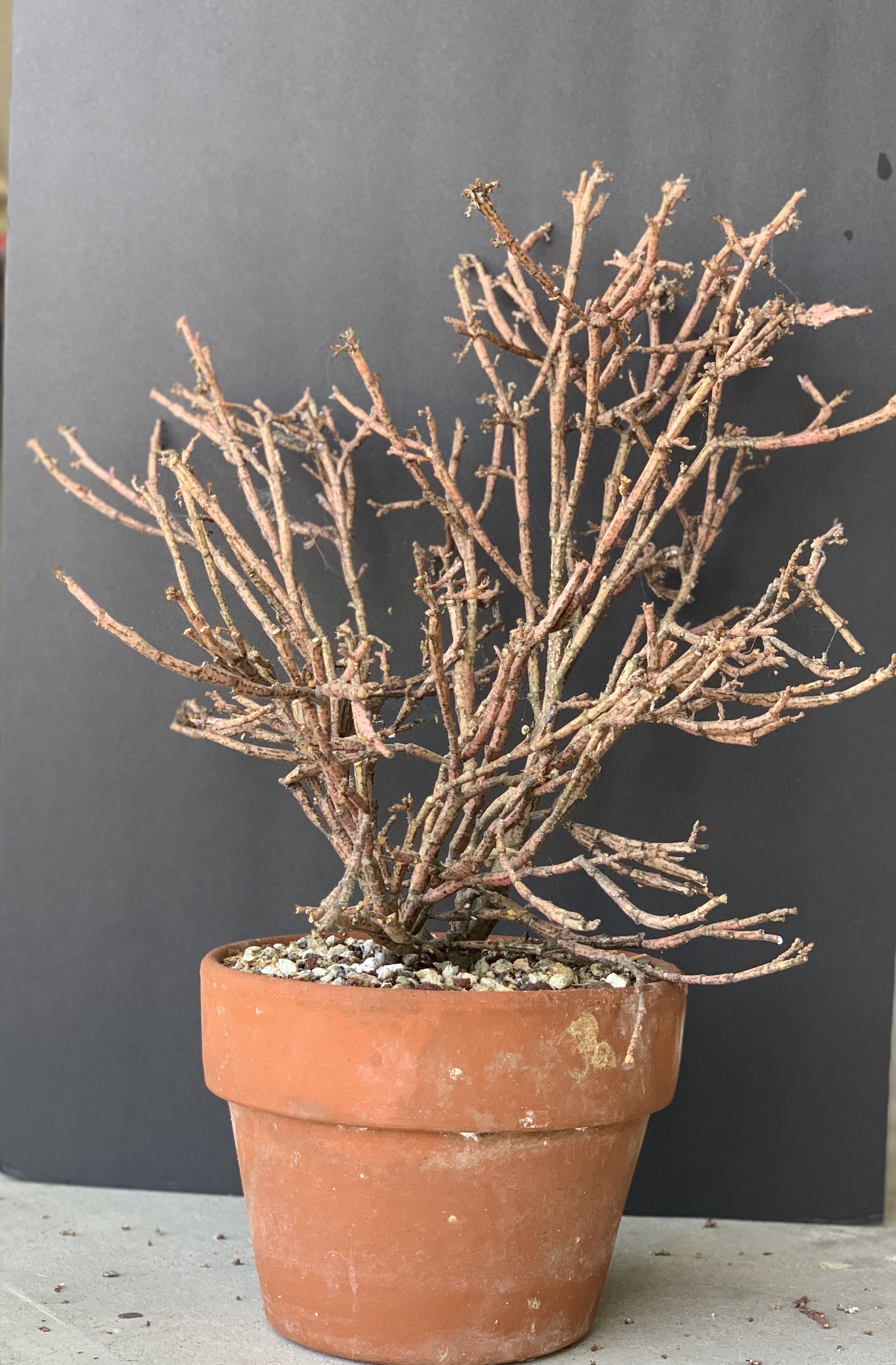 Euphorbia Platyclada